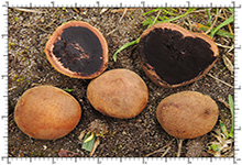 Elaphomyces asperulus